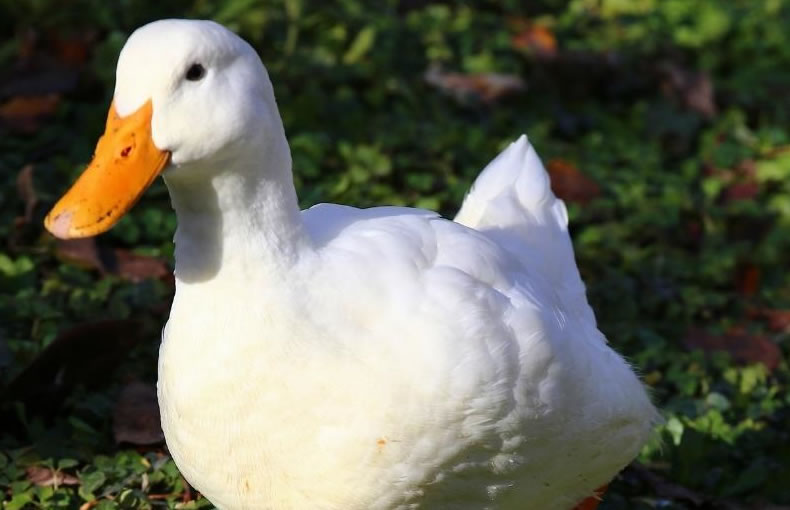 Duck Whole - Free Range Aylesbury